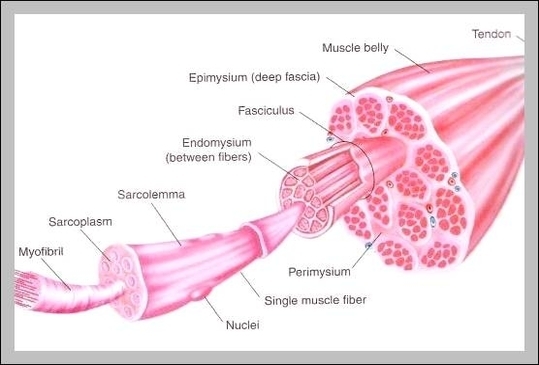 what are muscle cells