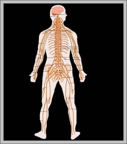 what are the organs of the nervous system