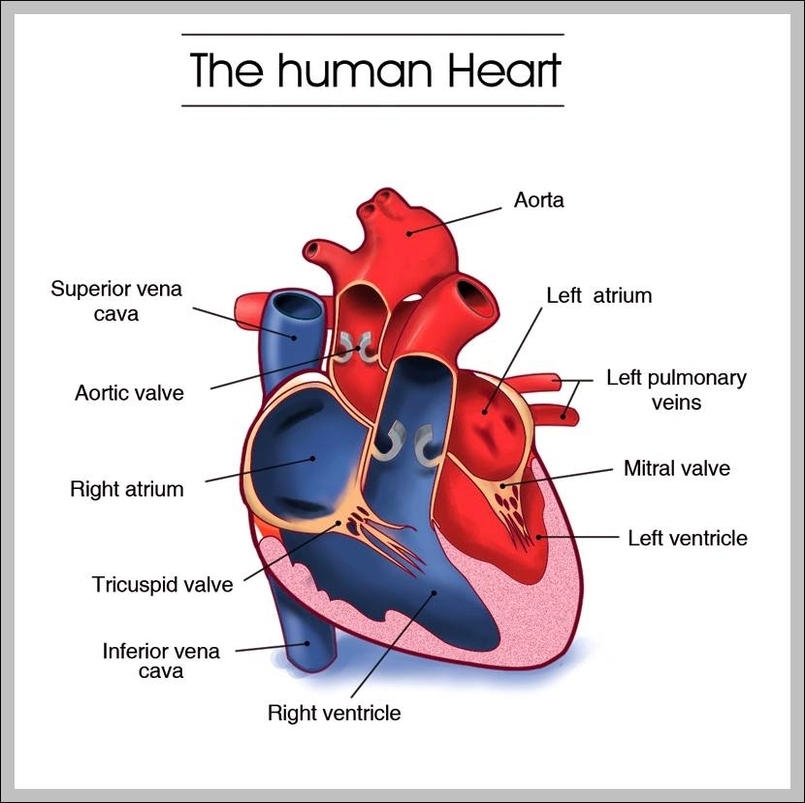 what is a cardiovascular system