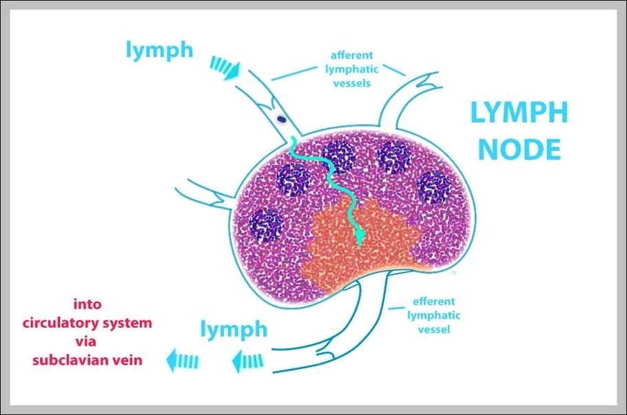what is lymph
