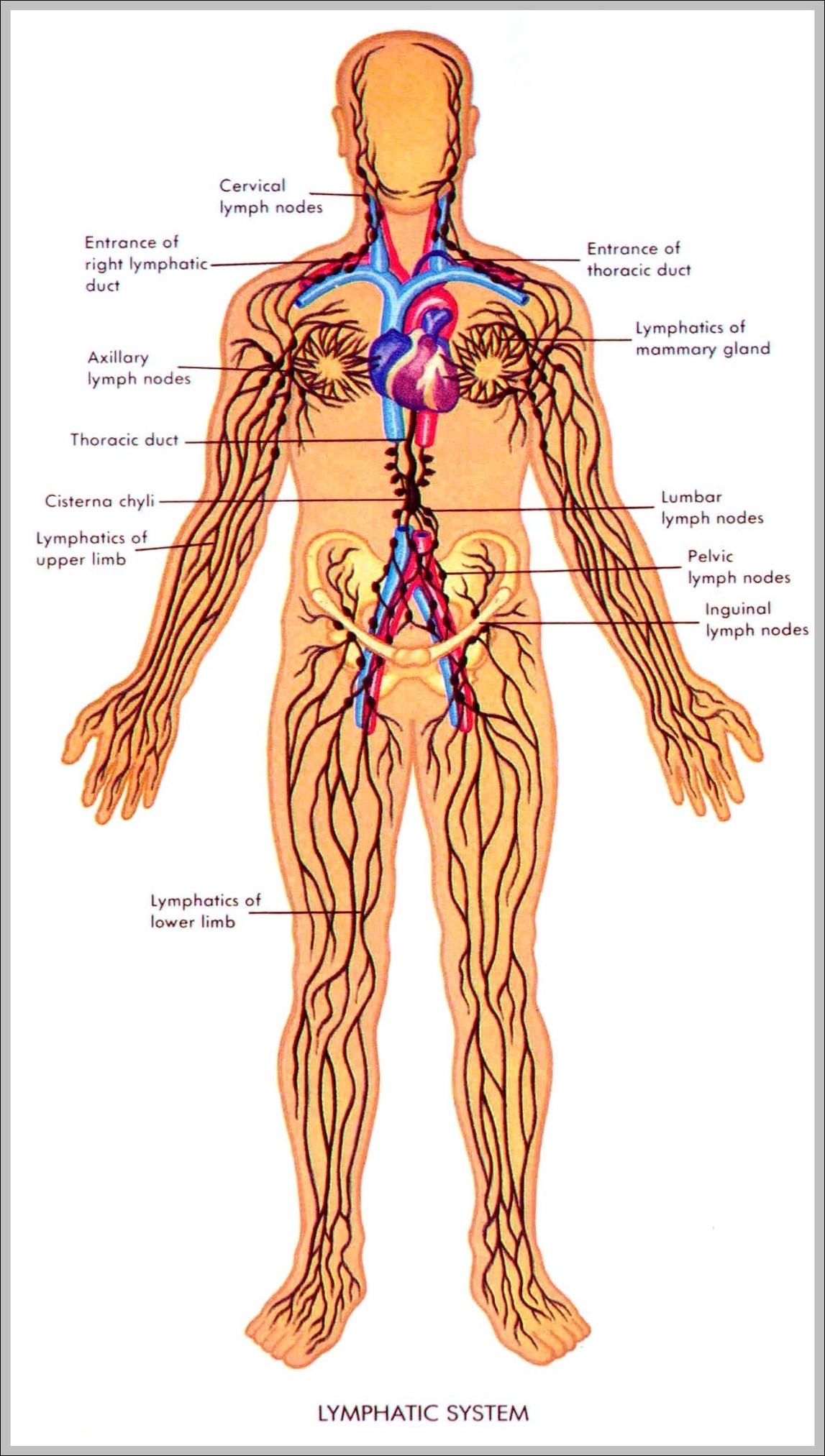 what is lymphatic system