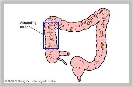 what is the ascending colon