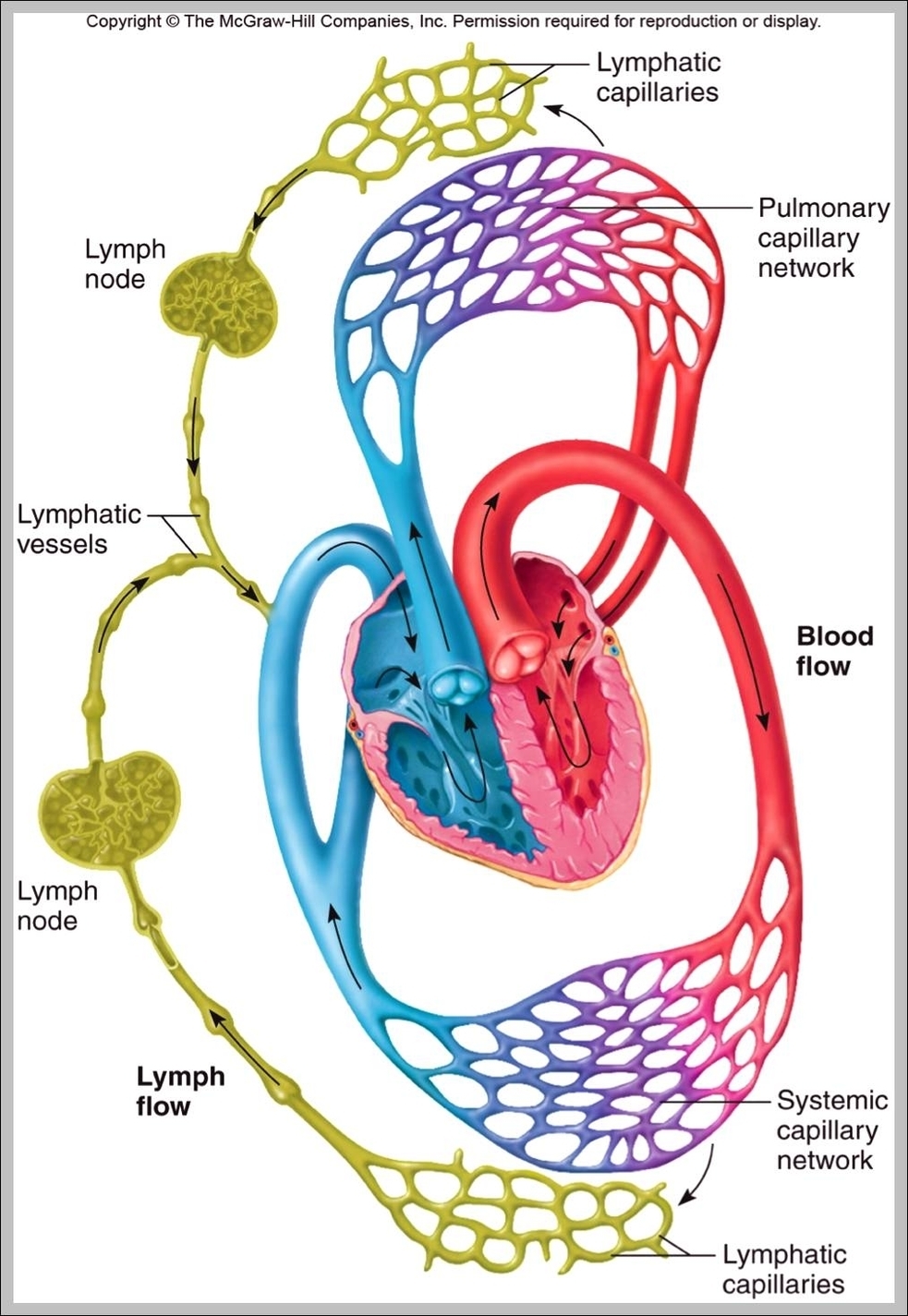 what is the function of the circulatory system