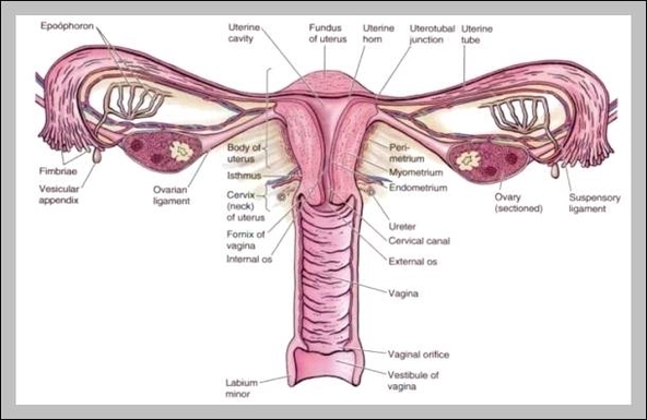 what is the function of the female reproductive system