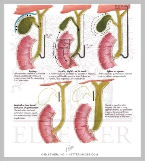 what is the function of the gall bladder