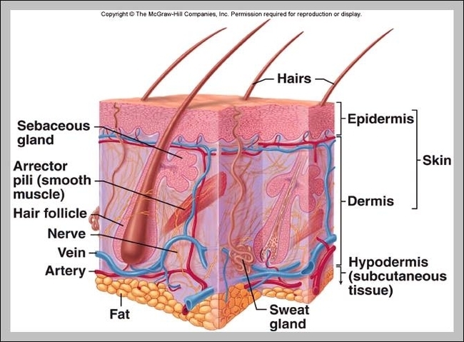 what is the function of the integumentary system