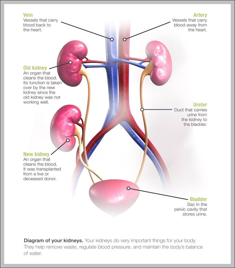 what is the function of the kidney