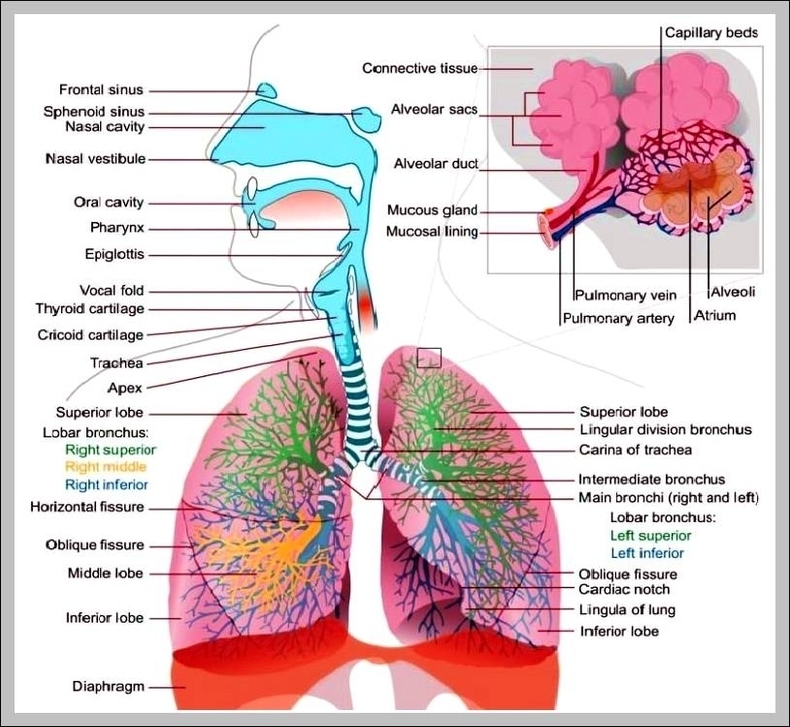 what is the respiratory system