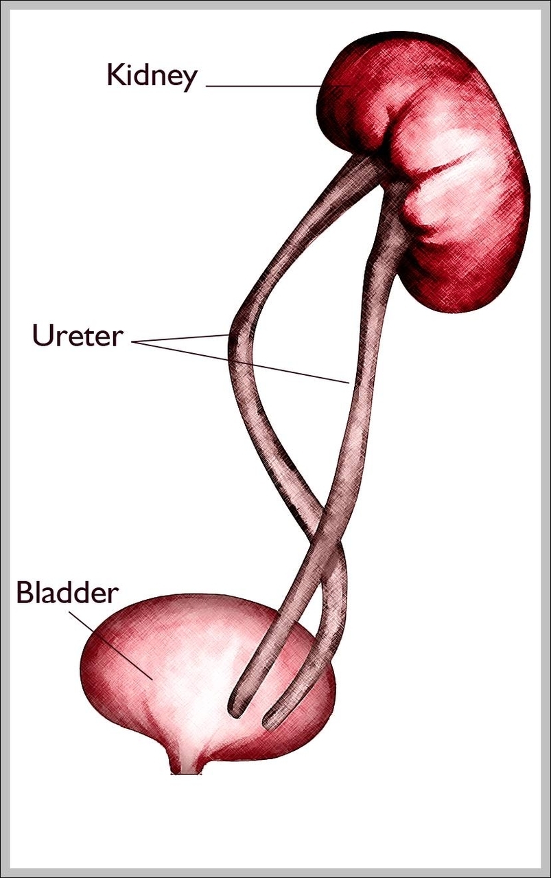 what is ureter