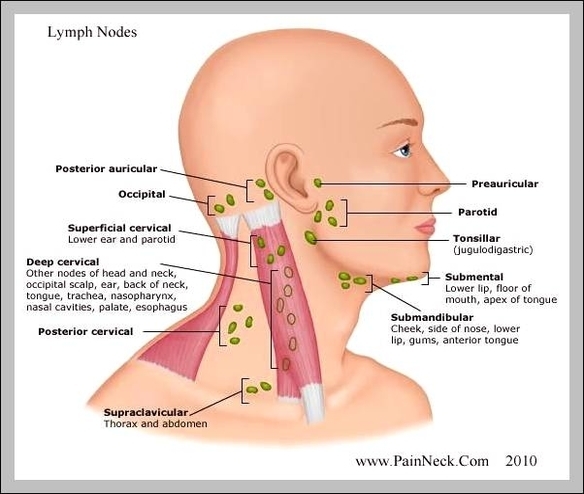 where are the lymph nodes
