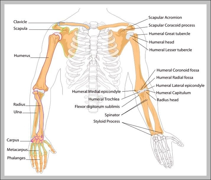 where is the humerus located in the human body