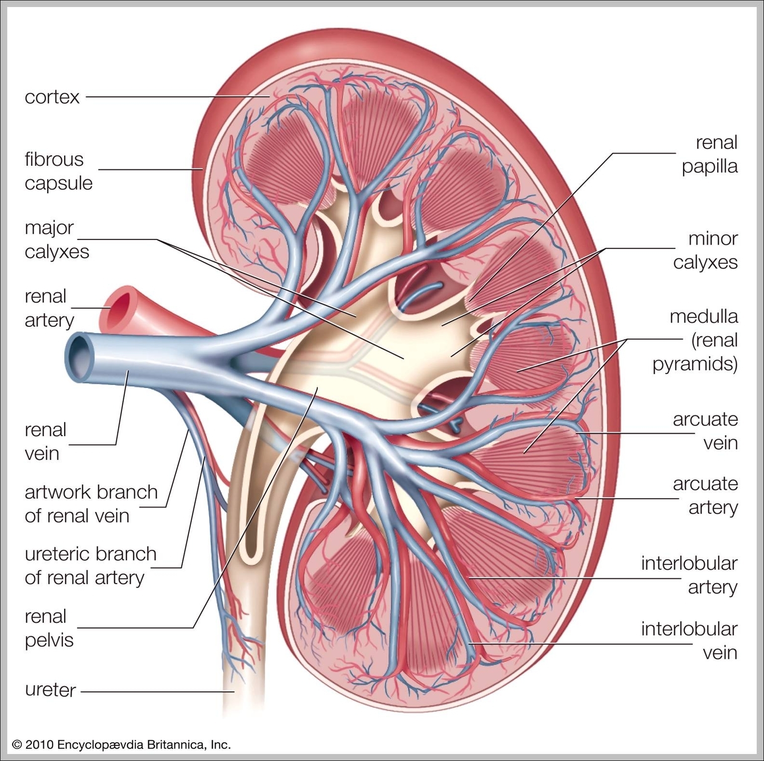 where is the kidney located in the human body