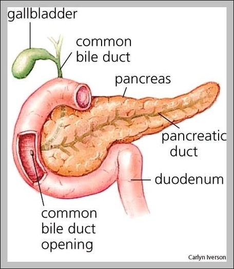 where is the pancreas located in the human body