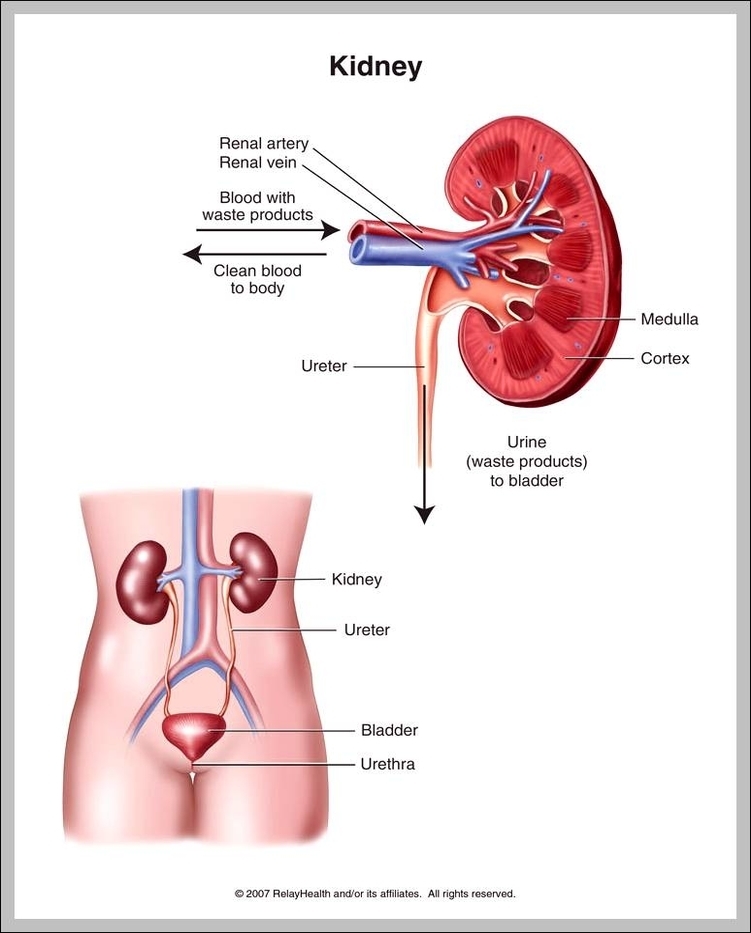 where kidneys are located
