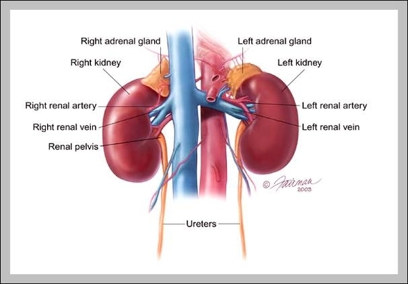 where kidneys located