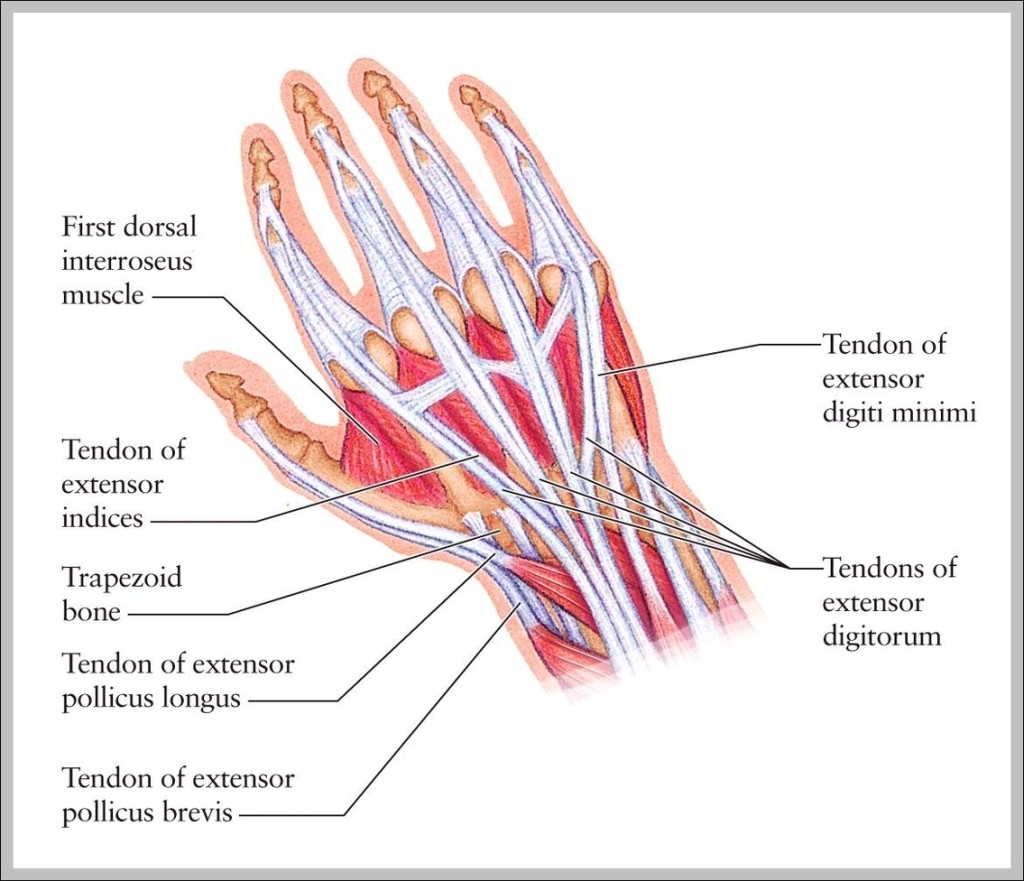 Wrist Tendons Anatomy – Graph Diagram