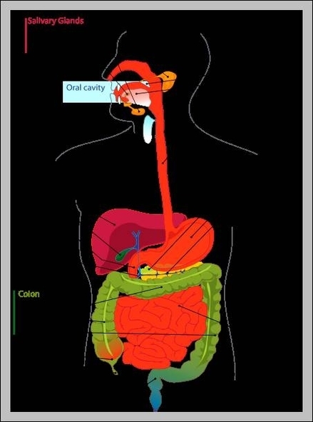 x ray tech certification