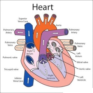 Heart Diagram with labels - Graph Diagram