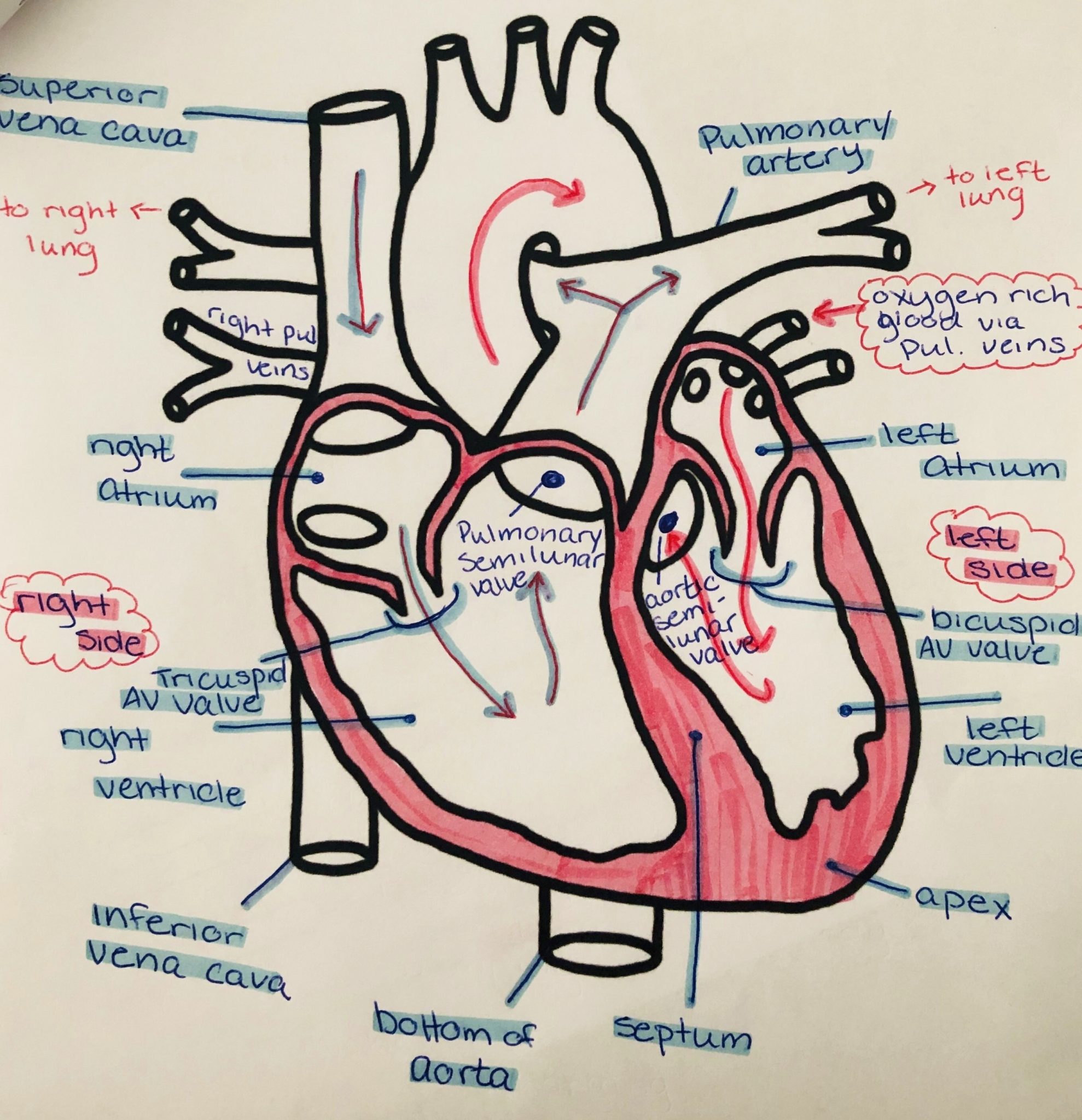 heart-diagram-graph-diagram