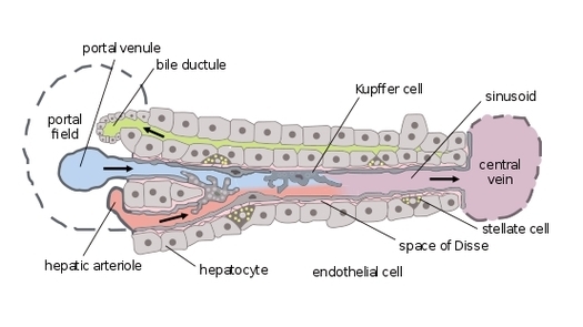 Hepatic Structure