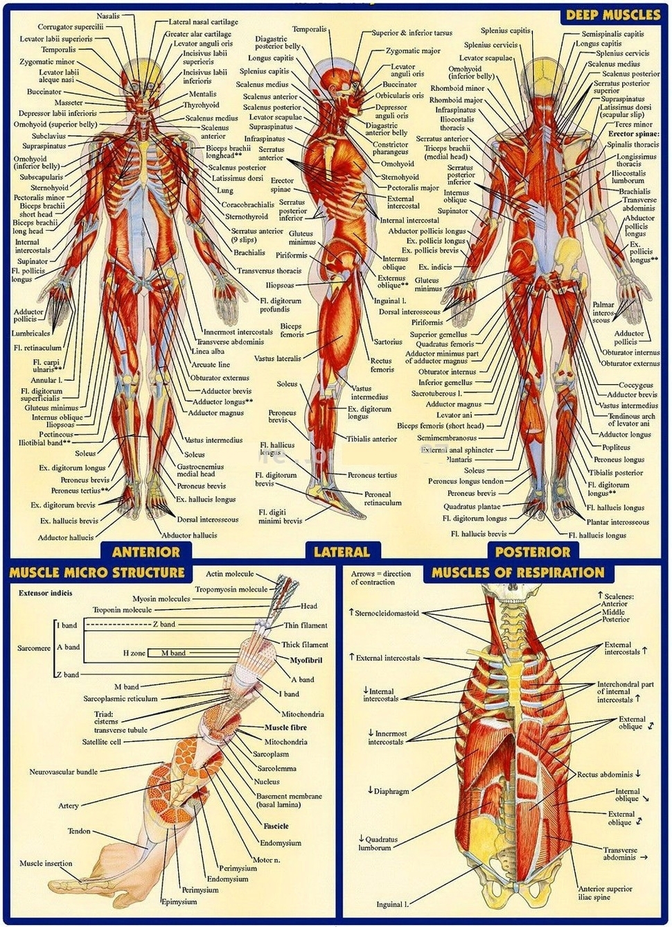 All human muscles diagram