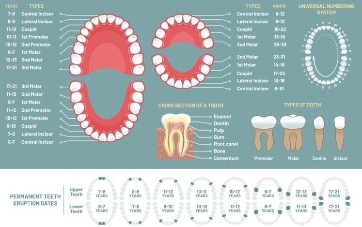 All teeth chart