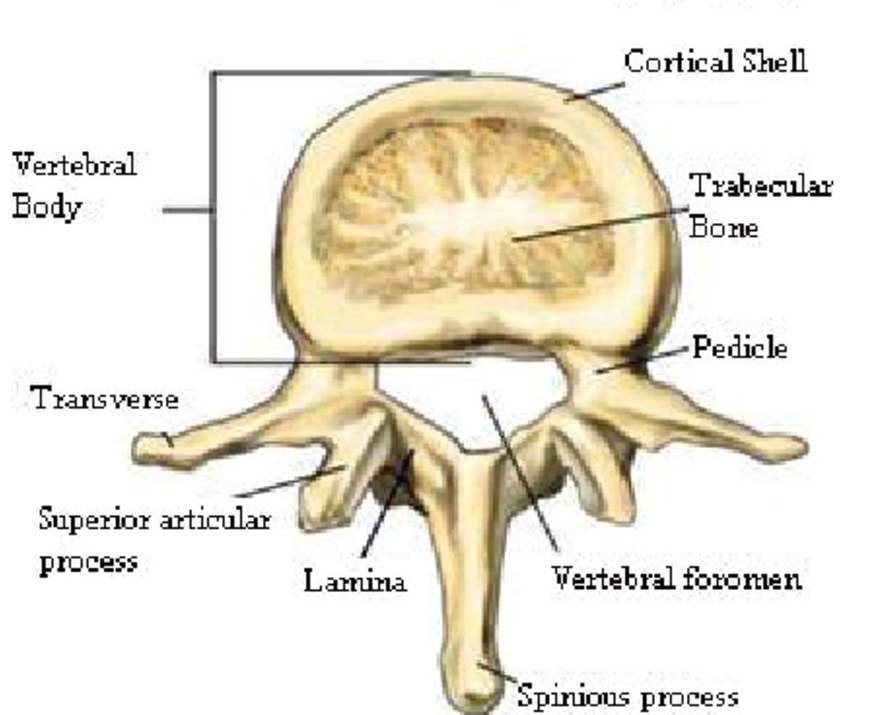 Anatomy of a human vertebra