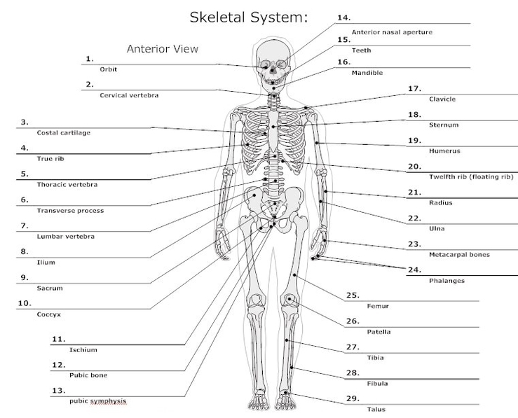 Anterior skeletal view