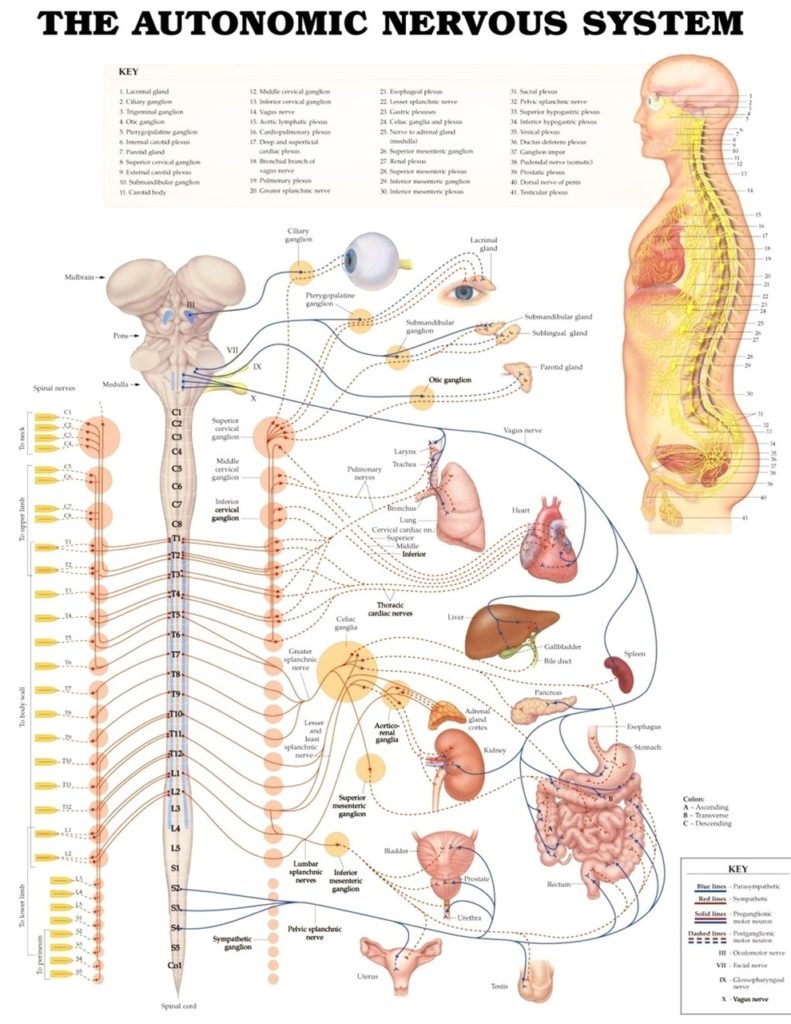 Autonomic nervous system - Graph Diagram