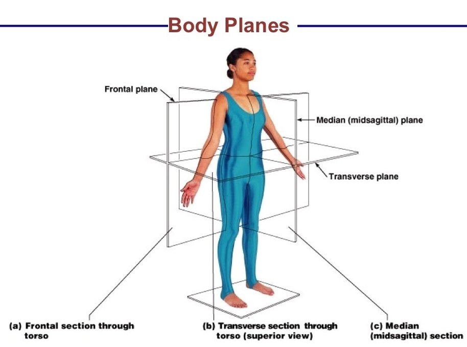 Body planes diagram