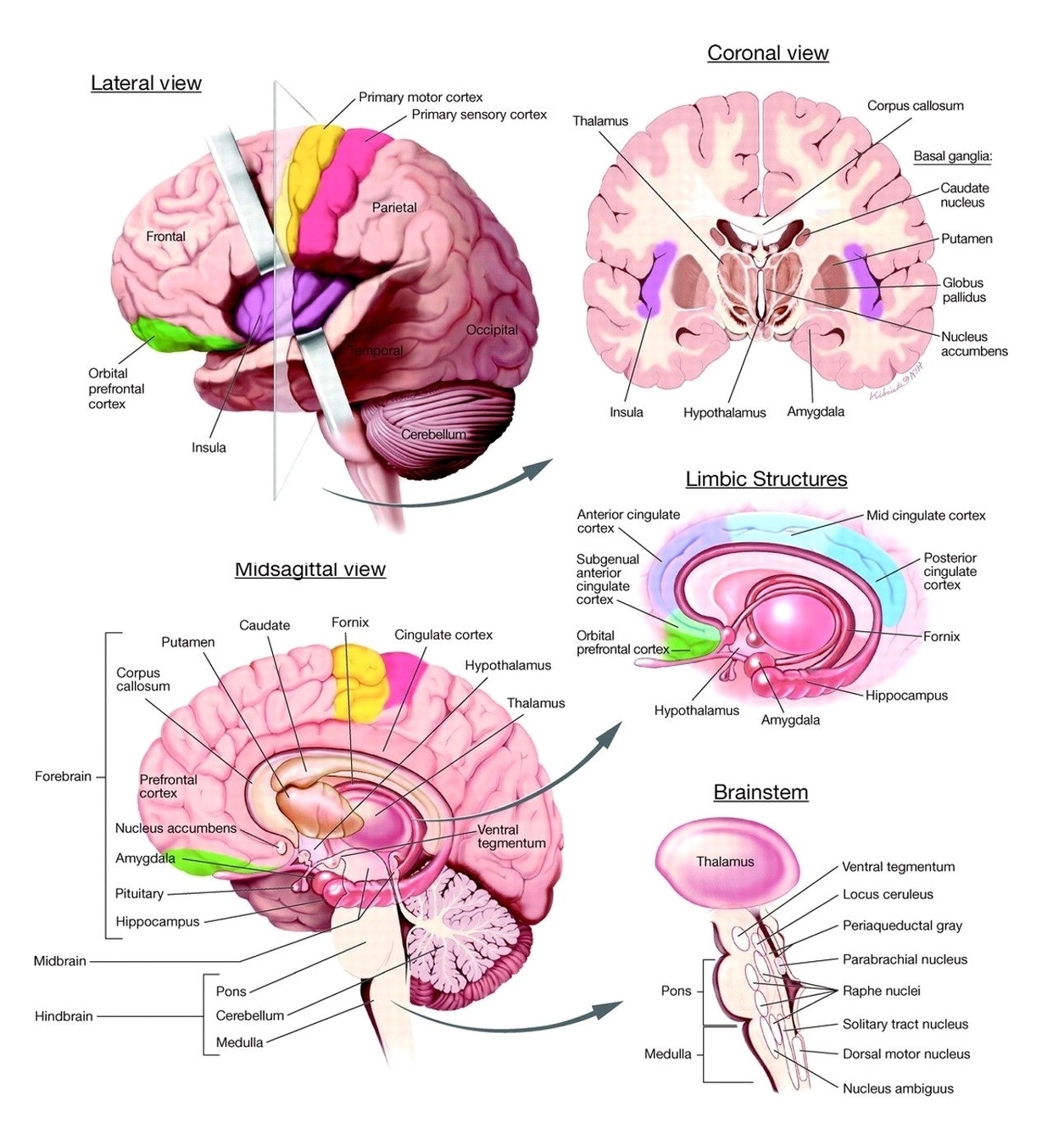 Brain diagram from different angles