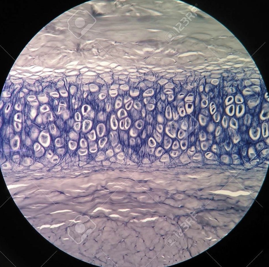 Cartilage bone under microscope