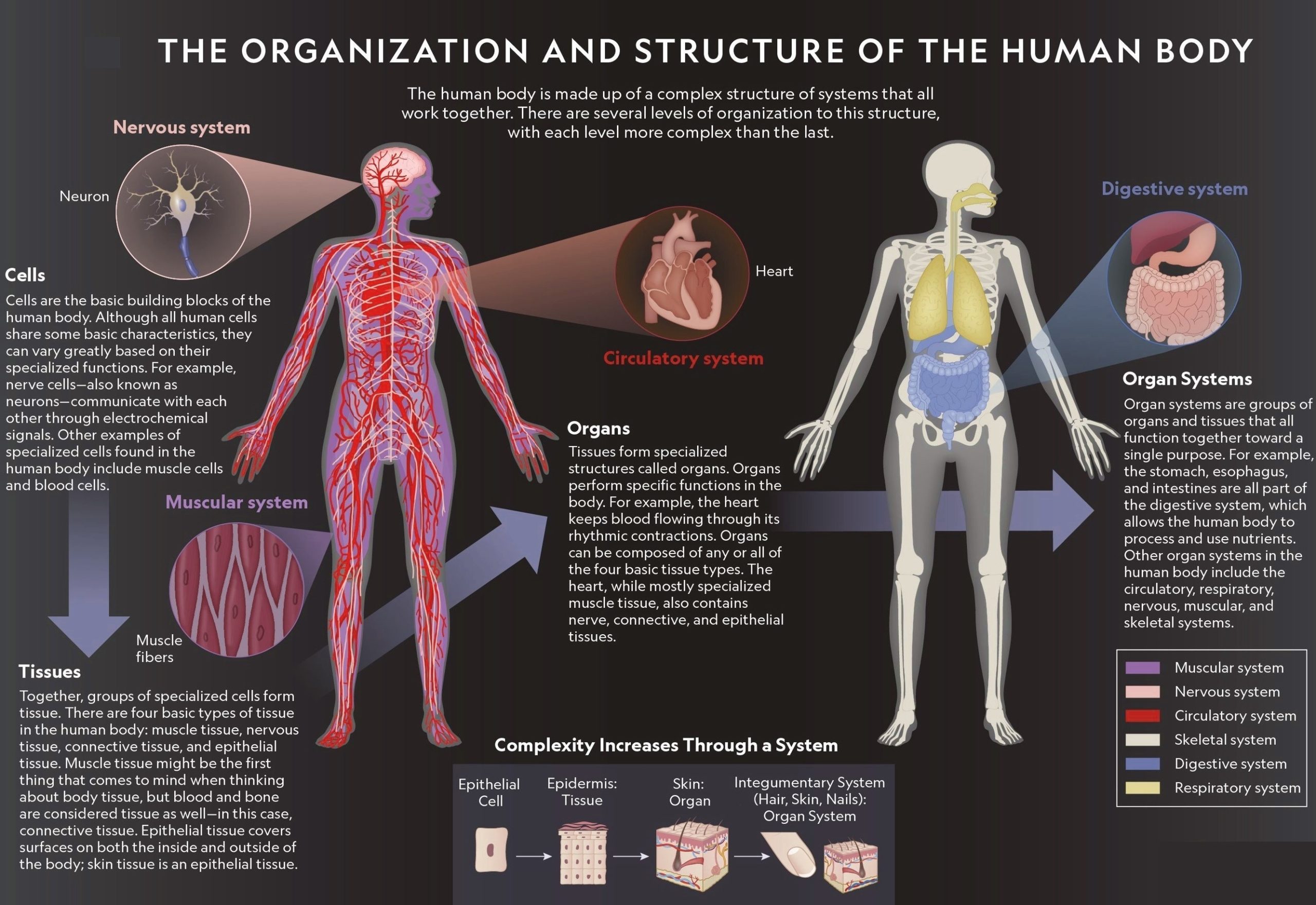 Categories classification and components of human body scaled