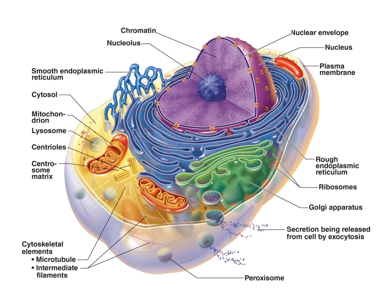 Cell Structure and Function Diagram