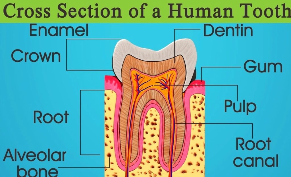 Cross section of a tooth Graph Diagram
