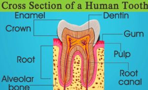 Cross section of a tooth - Graph Diagram