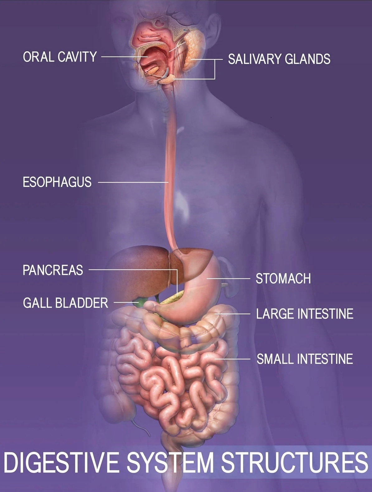 Digestive System Structure Diagram