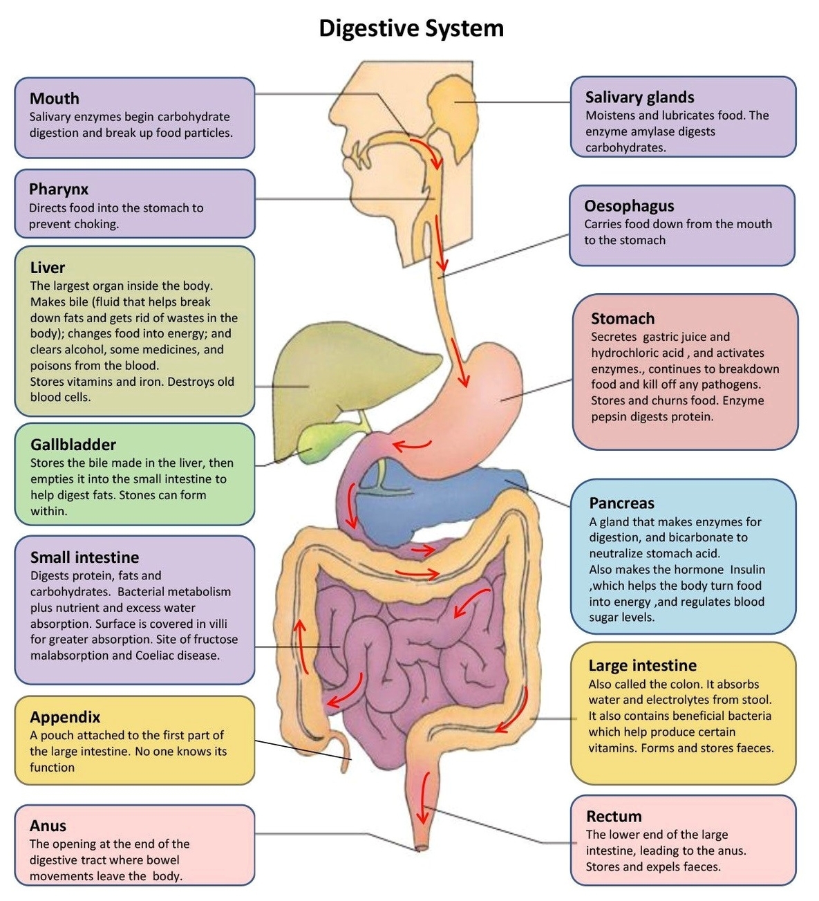 Digestive system parts explained