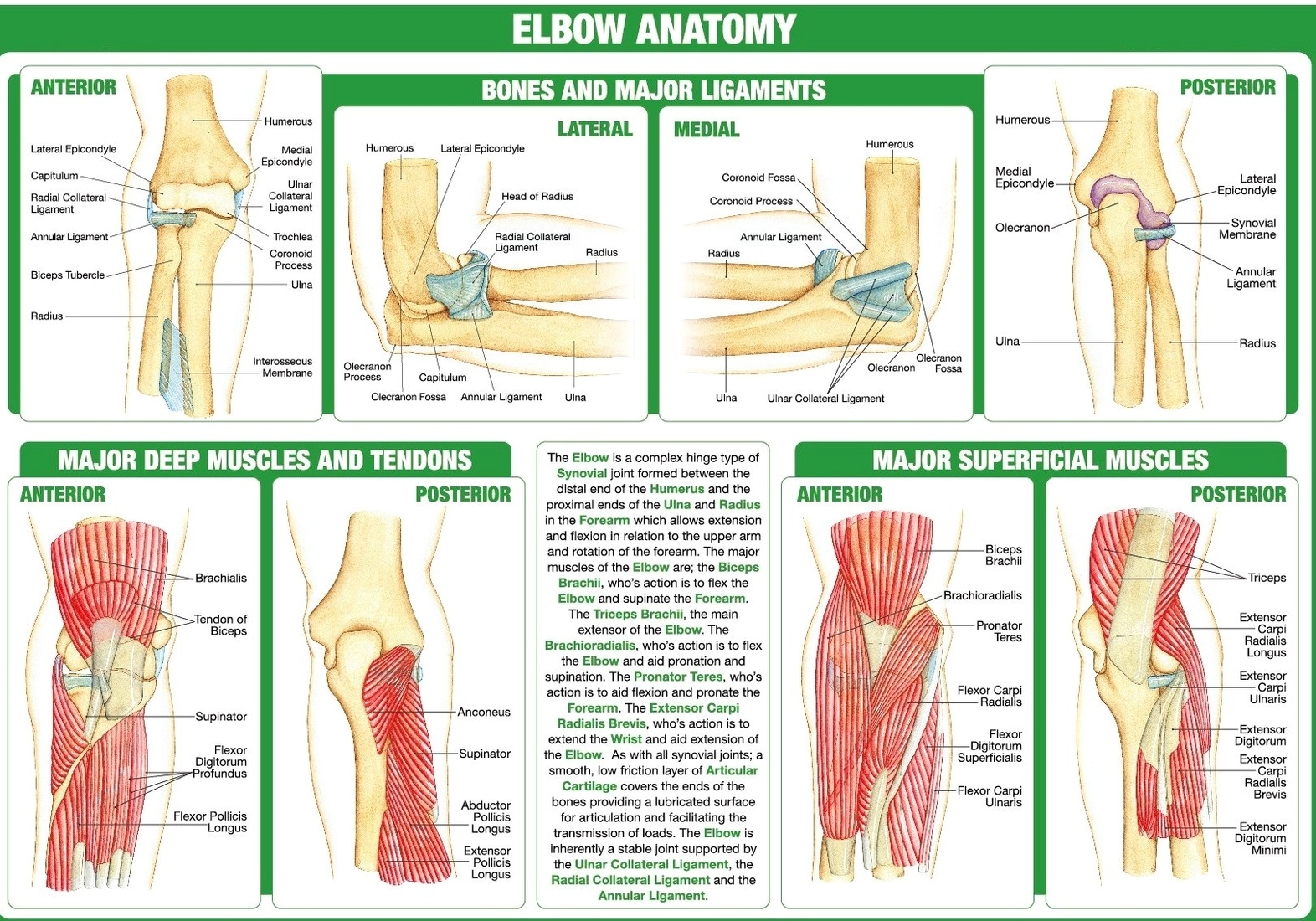 Elbow anatomy diagram with labels