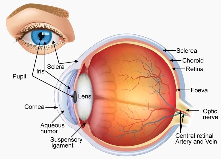 Eye anatomy both internal and external views