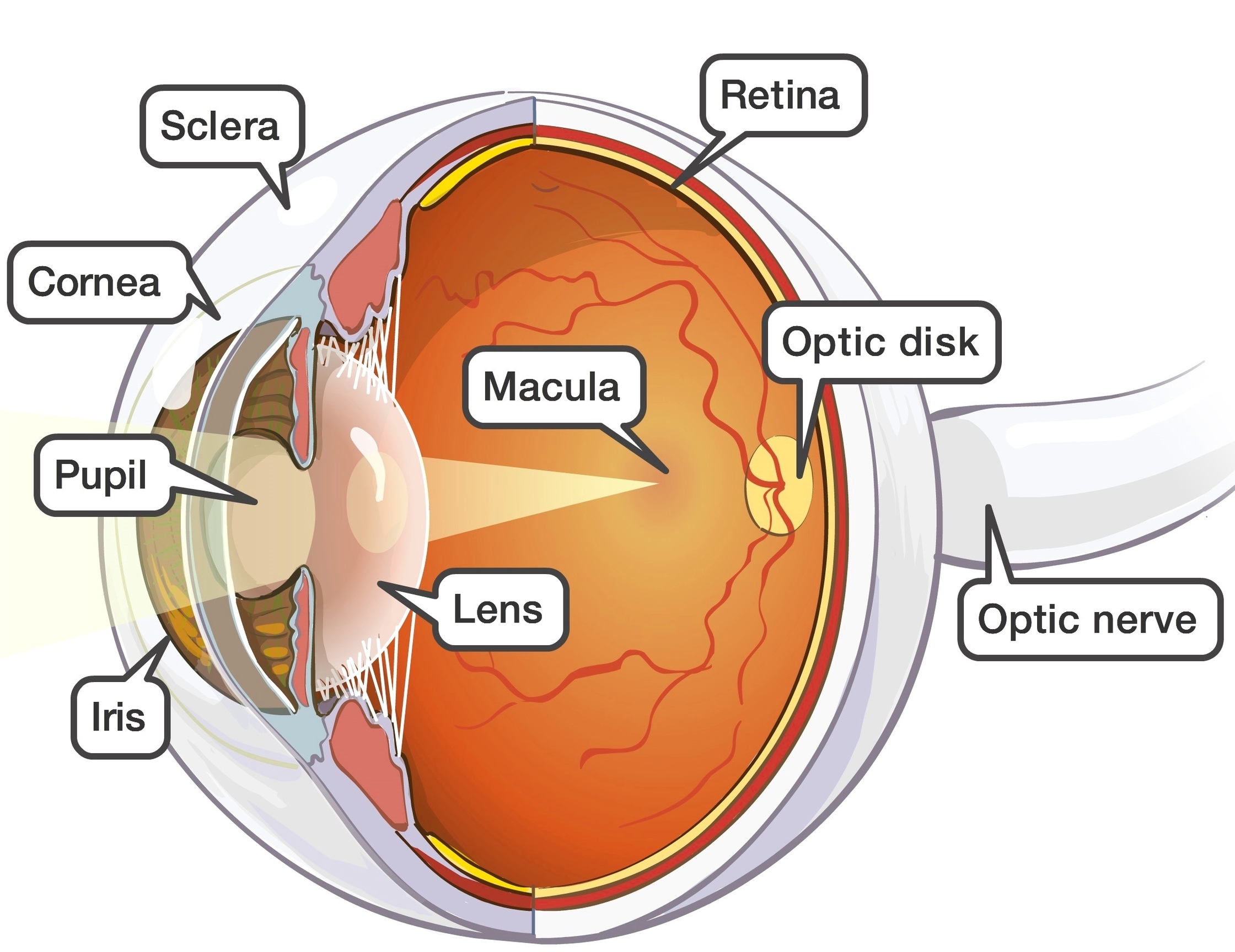 Eye anatomy internal view