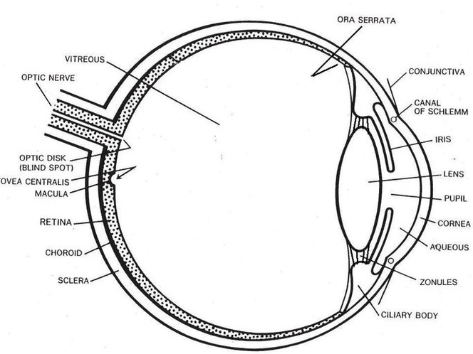 Eye diagram with labels