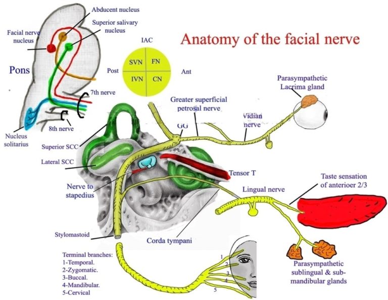 Nerves Anatomy Nerves Anatomy