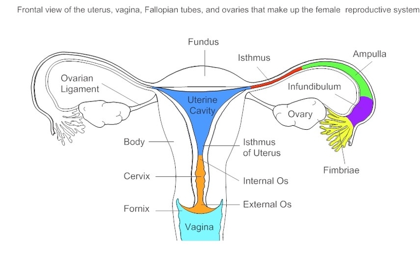 Female reproductive system anatomy