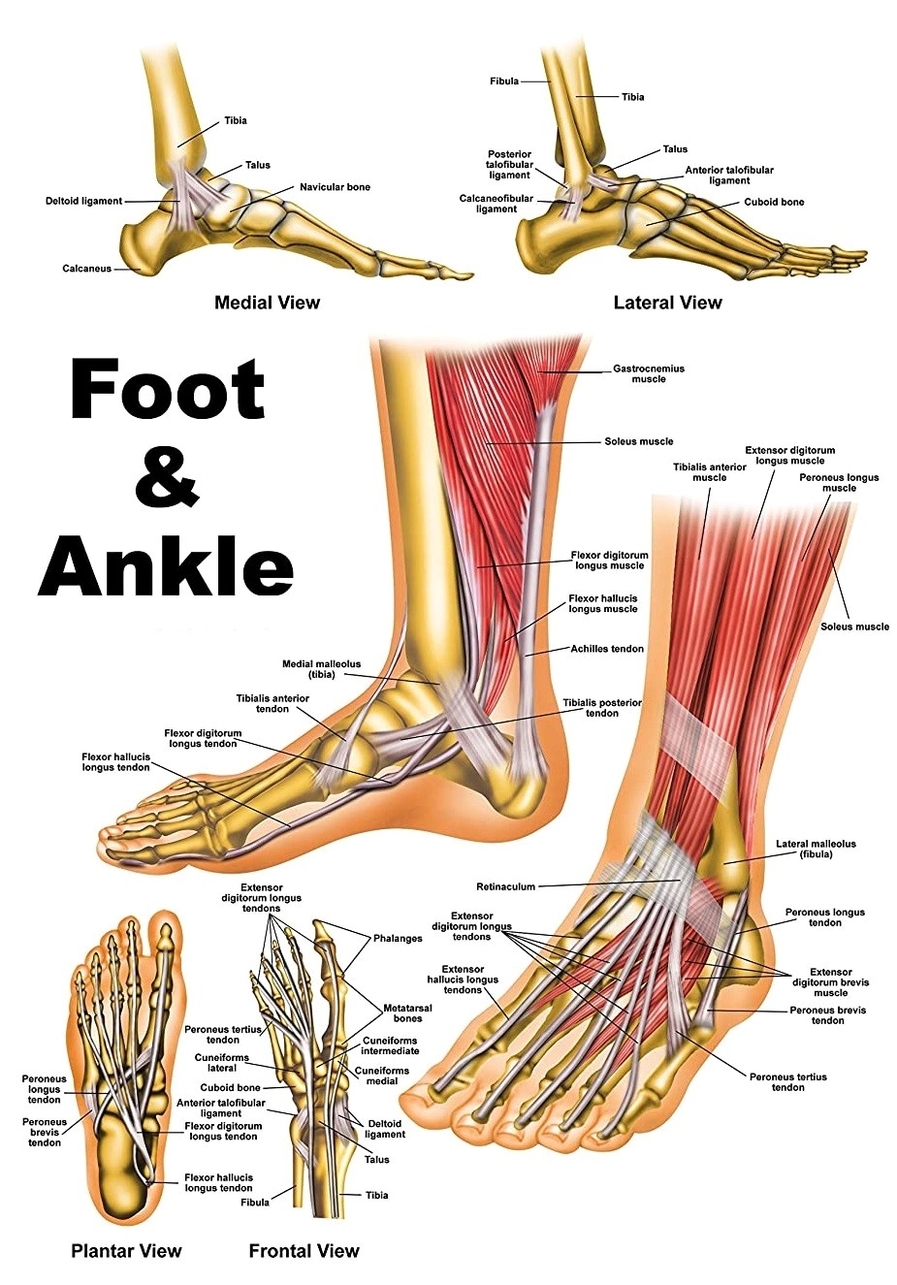 Foot and ankle diagram bones and muscles