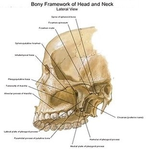 Head Bones diagram