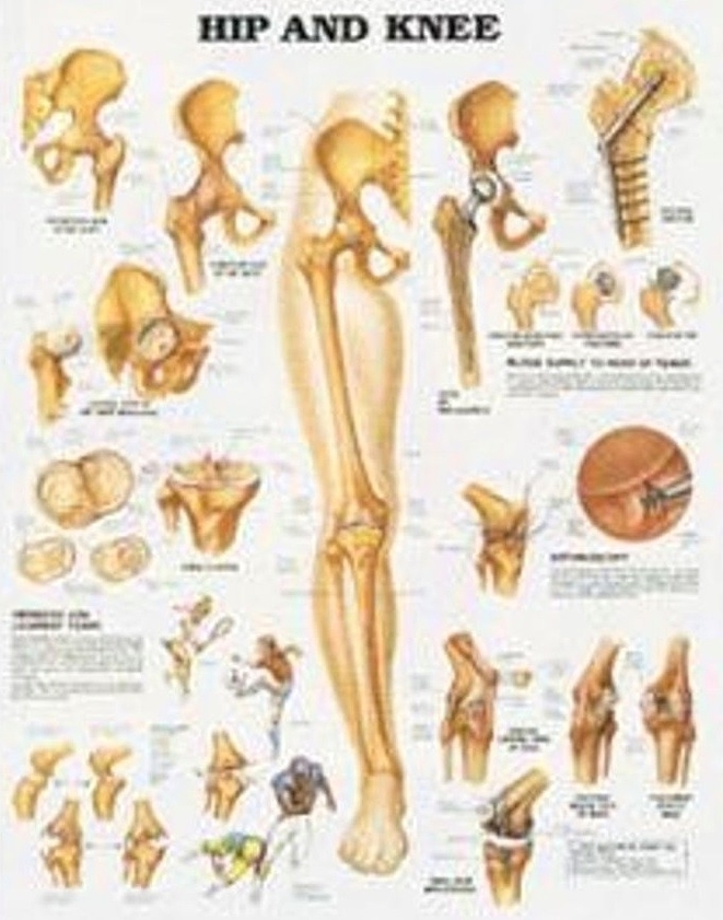Hip and knee diagram