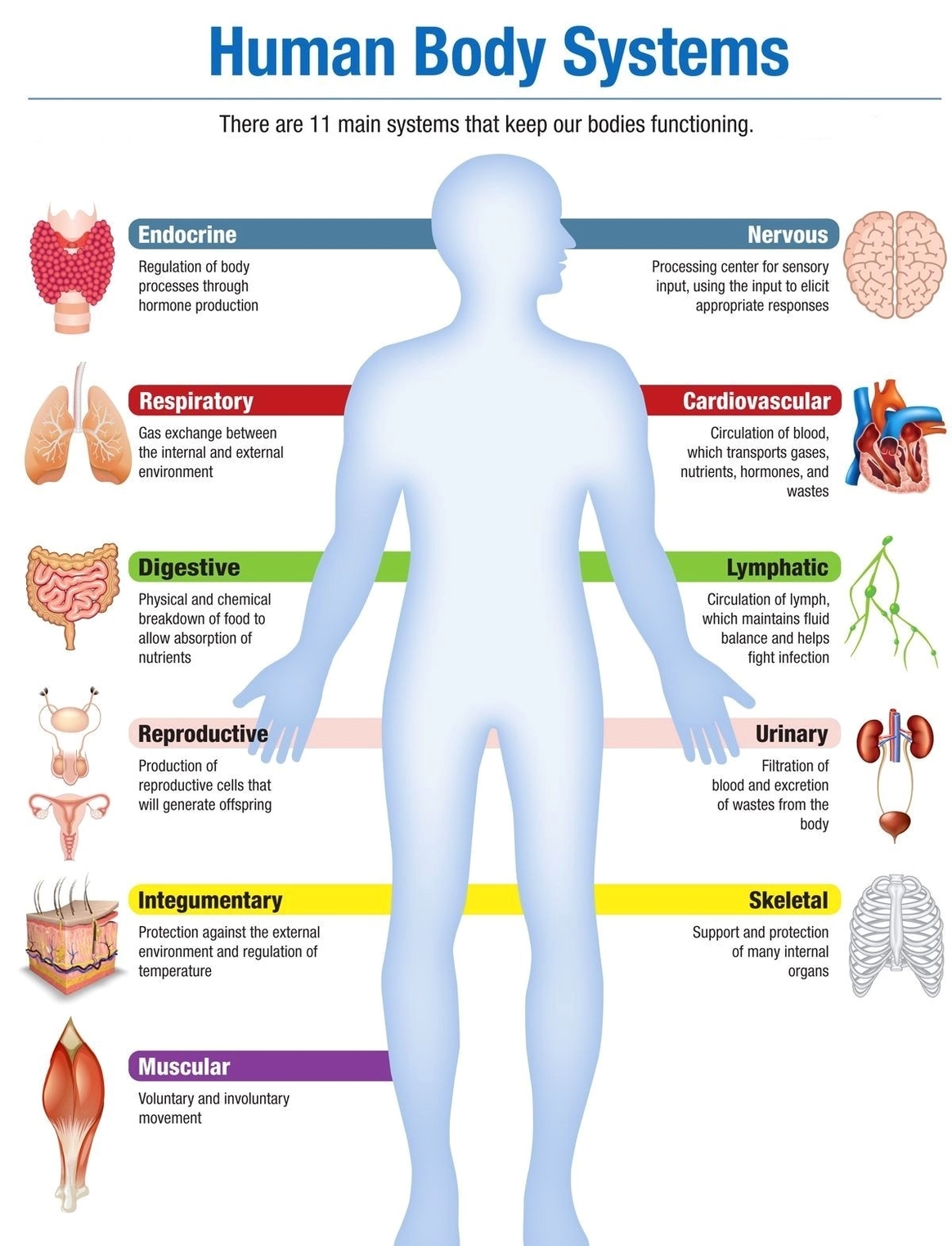 Graph Diagram Human Anatomy Diagrams Graph Diagram Human Anatomy Diagrams