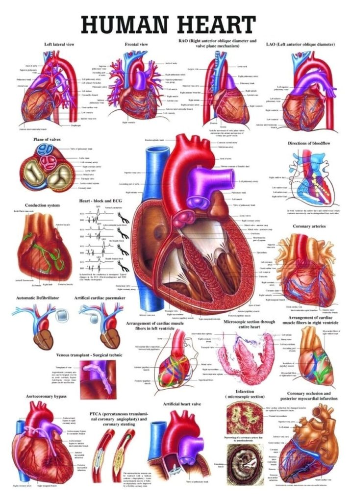 Human heart summary diagram - Graph Diagram