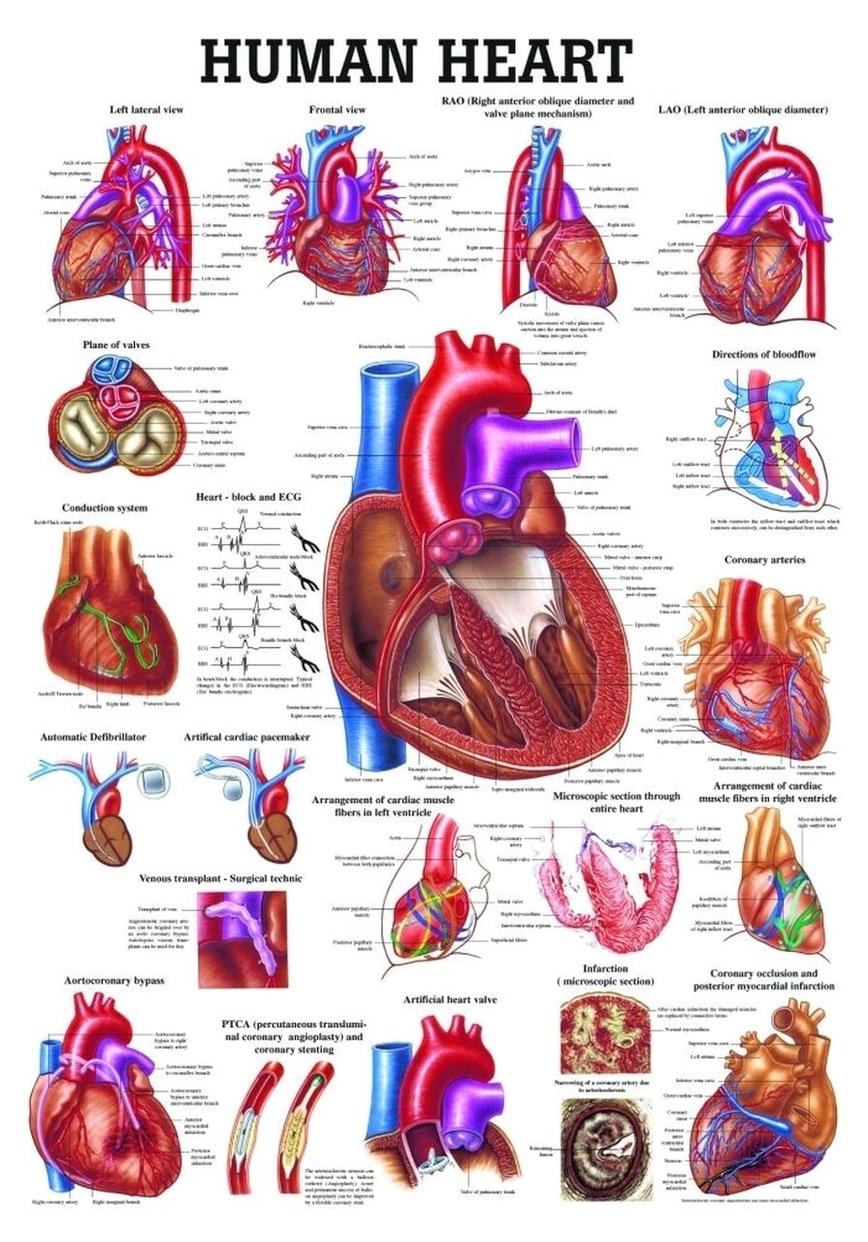 Human heart summary diagram